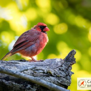 A cardinal bird perched on a tree branch against a blurred green background.