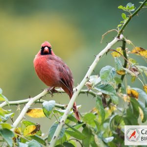 A cardinal perched on a branch among green leaves, with a soft-focus background.