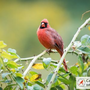 A male cardinal with red plumage perches on a leafy branch against a blurred green background.