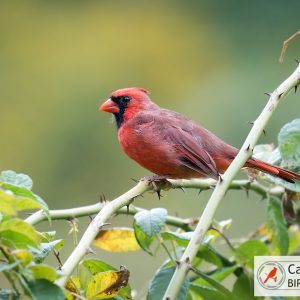A red cardinal perched on a branch with green leaves against a blurred green and yellow background.