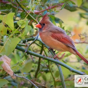A female cardinal with a crest and reddish-brown plumage perches on a branch surrounded by green foliage.