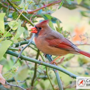A female cardinal perches on a branch amidst green leaves, displaying red-brown plumage with a crest and bright orange beak.