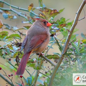 A female cardinal with red accents sits on a branch surrounded by green and yellow leaves and small red berries.