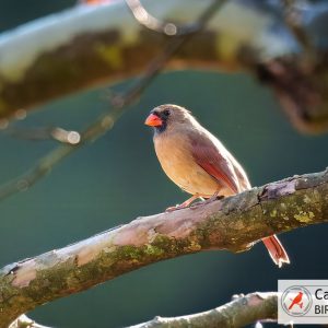 A cardinal perches on a branch in sunlight.