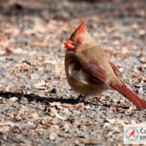 A female cardinal with brown feathers and a red crest stands on gravel, surrounded by scattered leaves.