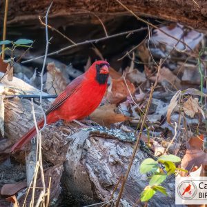A vibrant red cardinal perches on a fallen log surrounded by dry leaves and branches in a wooded area.