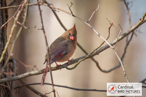 A female northern cardinal with brown and red plumage perches on a branch surrounded by bare twigs.