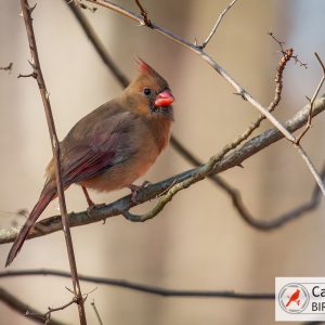 A female cardinal perches on a thorny branch, displaying its reddish-brown plumage and distinctive crest.