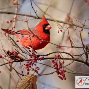 A vibrant red cardinal perches on a branch surrounded by small red berries against a blurred background.
