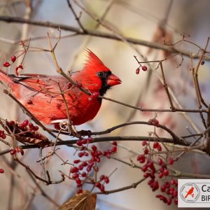 A bright red cardinal perched on a branch surrounded by small red berries. The branch is bare with some dry leaves. A logo saying "Cardinal Bird Pictures" is in the corner.