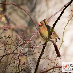 A female cardinal perches on a branch amid sparse foliage with clusters of red berries, set against a blurred natural background.