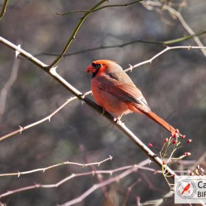 A cardinal perched on a branch with red berries, surrounded by bare twigs, in a natural outdoor setting.
