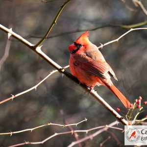 A red cardinal perched on a branch with sparse leaves and small red berries.