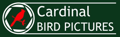 Logo with a red cardinal inside a circle on the left and the text "Cardinal Bird Pictures" on the right, set against a dark green background.