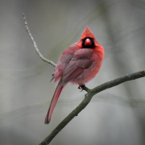 A red cardinal perches on a bare branch, facing forward with a blurred gray background.