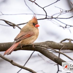 A female cardinal with a reddish-brown body and crest sits on a bare branch against a cloudy sky.