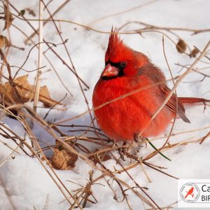 A vibrant red cardinal sits on snow, surrounded by dried grass and twigs.