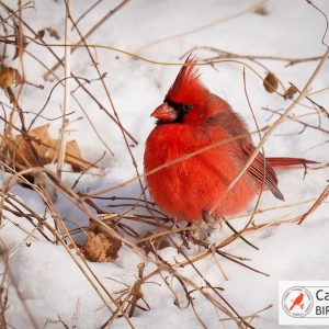 A bright red cardinal sits on a snowy ground, surrounded by dry brown twigs and leaves.