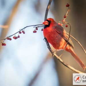 A male cardinal perches on a branch with red berries against a blurred natural background.