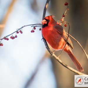 A bright red cardinal perches on a branch with small red berries, against a blurred natural background.