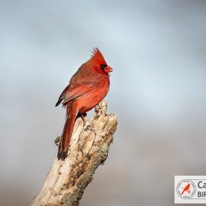 A red cardinal perched on a tree branch. Logo in the bottom right corner reads "Cardinal Bird Pictures.