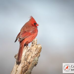 A red northern cardinal perches on a tree branch against a blurred background.
