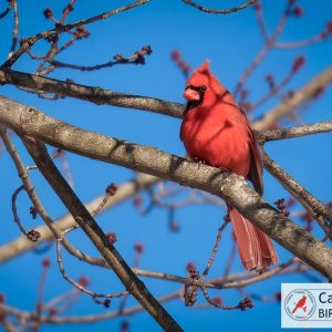 A bright red cardinal perched on a tree branch against a clear blue sky.