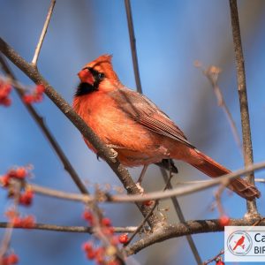 A red cardinal perches on a branch with small red berries against a blue sky.