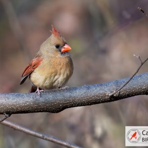 A small bird with a reddish crest and beak perches on a branch. A logo in the corner reads "Cardinal Bird Pictures.