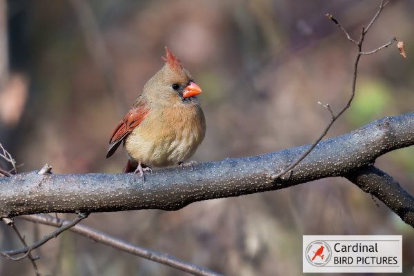 A small bird with a reddish crest and beak perches on a branch. A logo in the corner reads "Cardinal Bird Pictures.