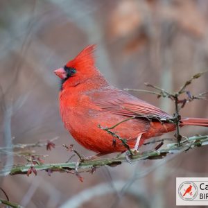 A red cardinal perched on a branch with thin twigs and brownish blurred background. Logo in the bottom right corner reads "Cardinal Bird Pictures.