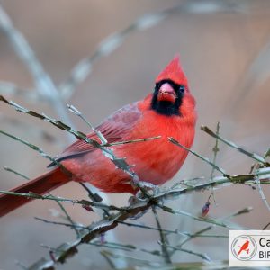 A bright red cardinal perched on a branch with thorns, gazing forward.