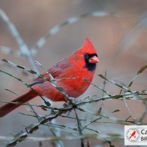 A vibrant red cardinal perched on bare, spiky branches with a soft-focus background. A logo reading "Cardinal Bird Pictures" is in the bottom right corner.