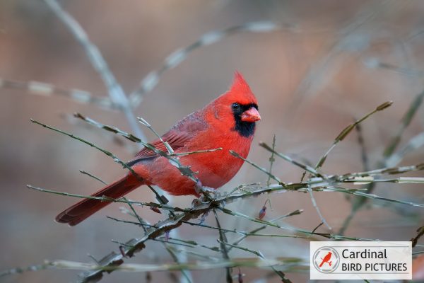 A vibrant red cardinal perched on bare, spiky branches with a soft-focus background. A logo reading "Cardinal Bird Pictures" is in the bottom right corner.