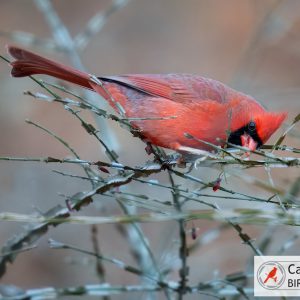 A cardinal perched on thin, leafless branches, with a logo in the bottom right corner displaying "Cardinal Bird Pictures.