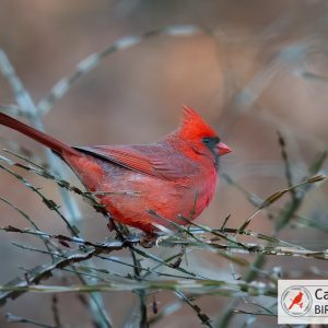 A bright red cardinal perched on bare, thorny branches, with a blurred natural background.