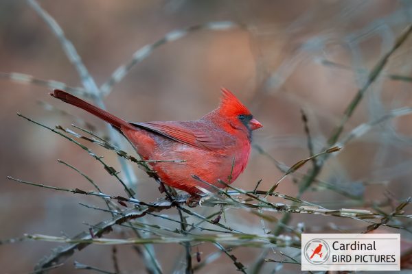 A bright red cardinal perched on bare, thorny branches, with a blurred natural background.