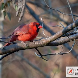 A red cardinal bird perched on a tree branch, with a blurred natural background.