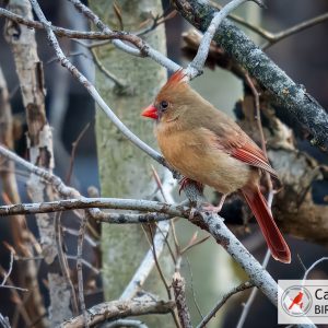 A female cardinal perched on a branch among bare, intertwined tree limbs. The bird has a reddish-brown crest and bright orange beak.