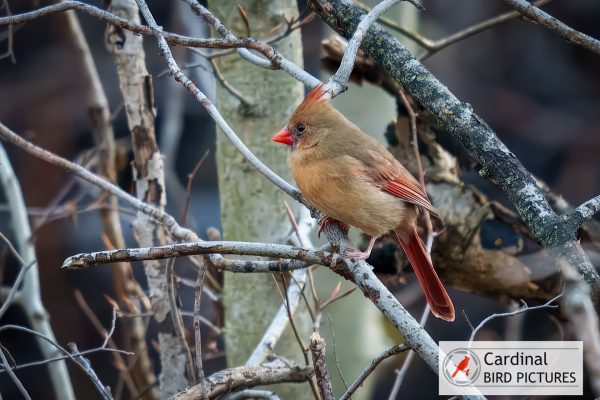 A female cardinal perched on a branch among bare, intertwined tree limbs. The bird has a reddish-brown crest and bright orange beak.
