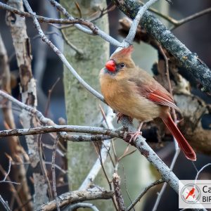 A female cardinal with brown plumage and red accents perches on a branch amidst bare trees.