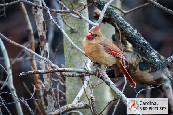 A female cardinal with brown plumage and red accents perches on a branch amidst bare trees.