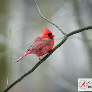 A bright red cardinal perched on a thin branch against a blurred natural background.