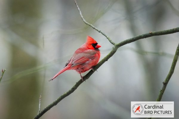 A bright red cardinal perched on a thin branch against a blurred natural background.