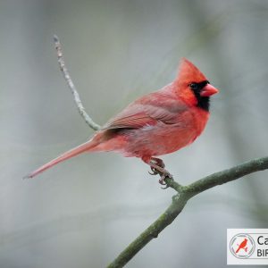 A bright red cardinal perches on a thin branch in a blurred natural background.