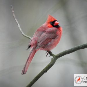 A red cardinal perched on a slender branch against a blurred background.