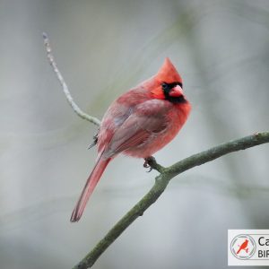 A cardinal perches on a branch against a blurred background.