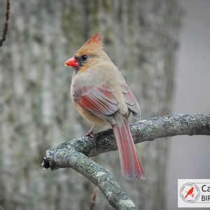 A female cardinal with red accents perches on a lichen-covered branch, facing left, against a blurred tree background.
