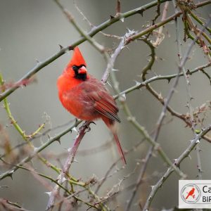 A red cardinal perches on a thorny branch against a blurred background.
