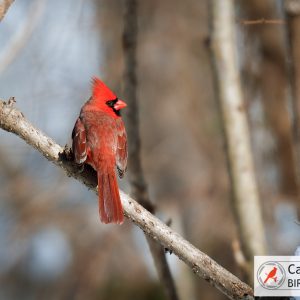 A red cardinal perched on a branch in a wooded area. A logo in the bottom right corner reads “Cardinal Bird Pictures.”.